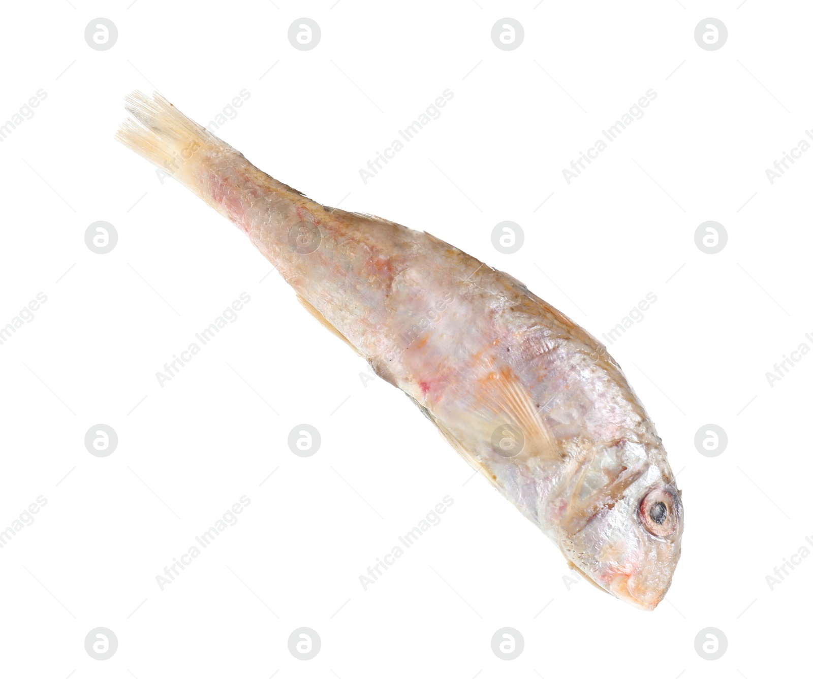 Photo of One raw red mullet fish isolated on white. Sea food