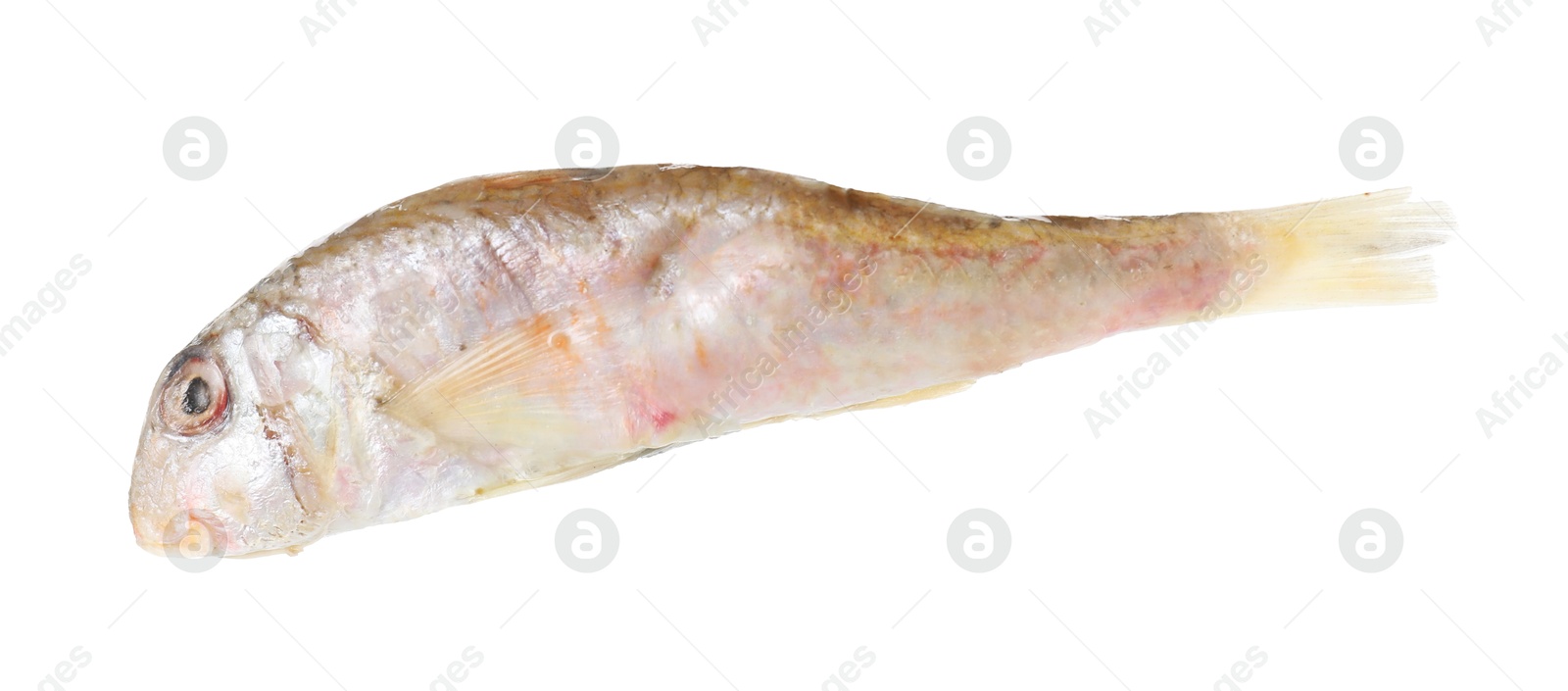 Photo of One raw red mullet fish isolated on white. Sea food