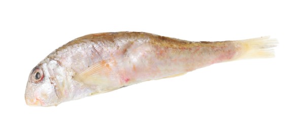 Photo of One raw red mullet fish isolated on white. Sea food