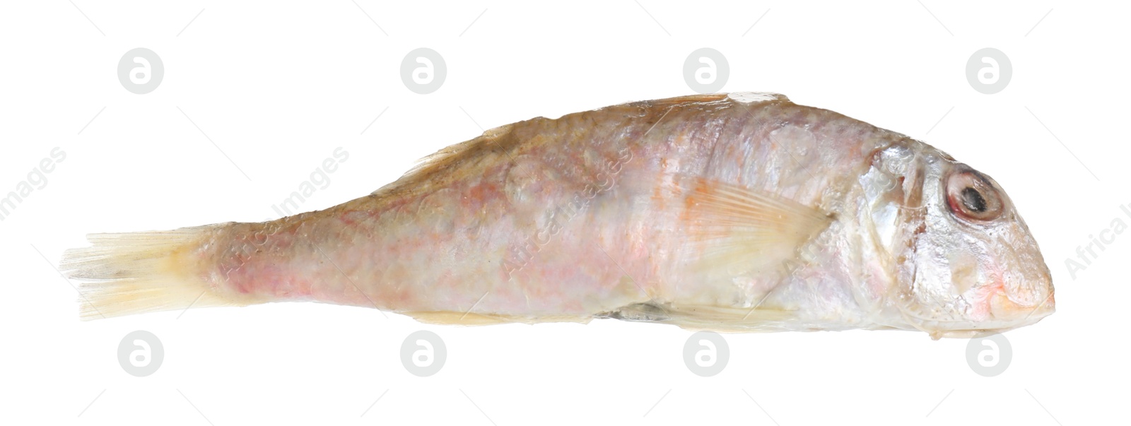 Photo of One raw red mullet fish isolated on white. Sea food