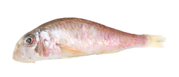 One raw red mullet fish isolated on white. Sea food