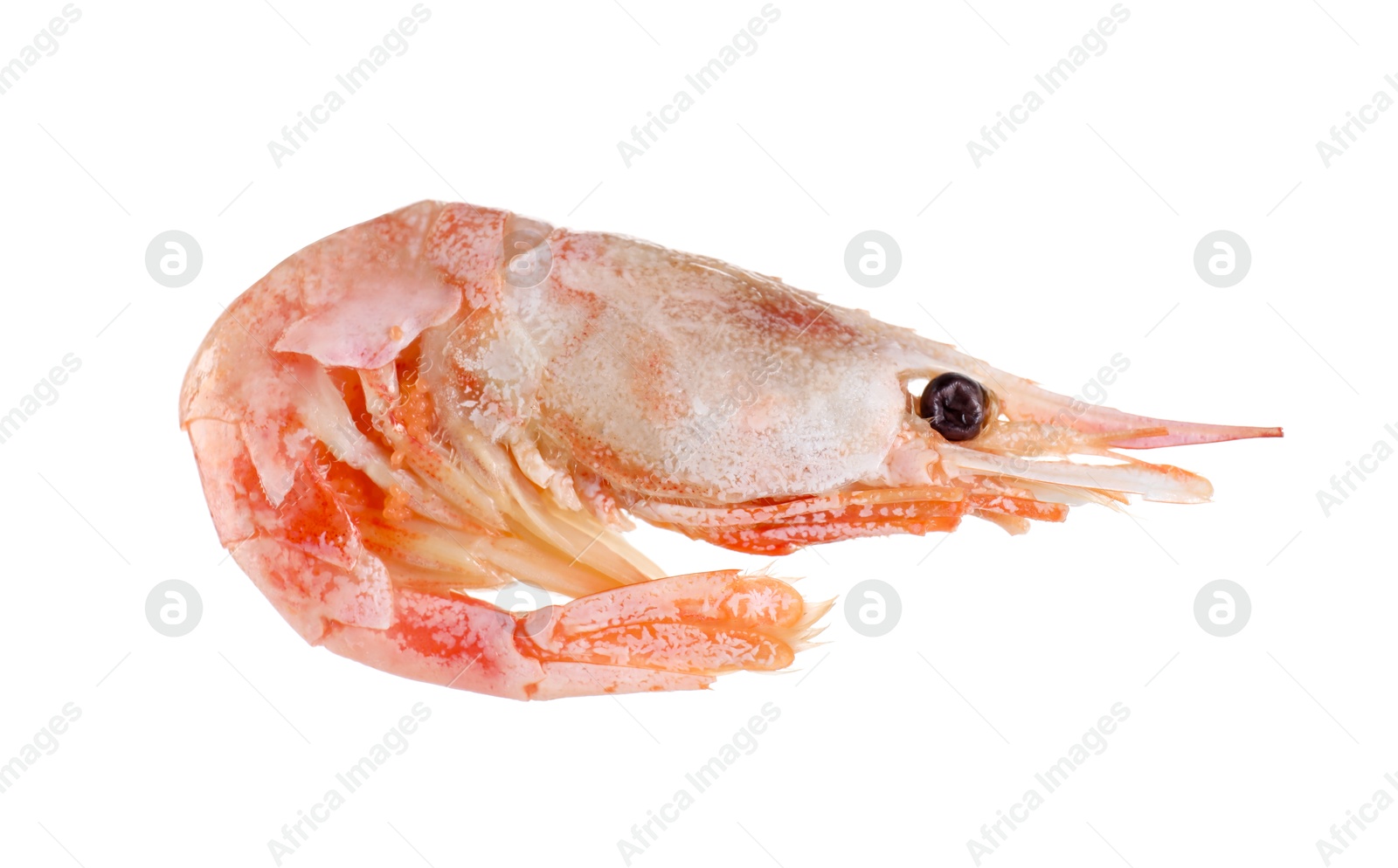 Photo of One raw shrimp isolated on white. Sea food