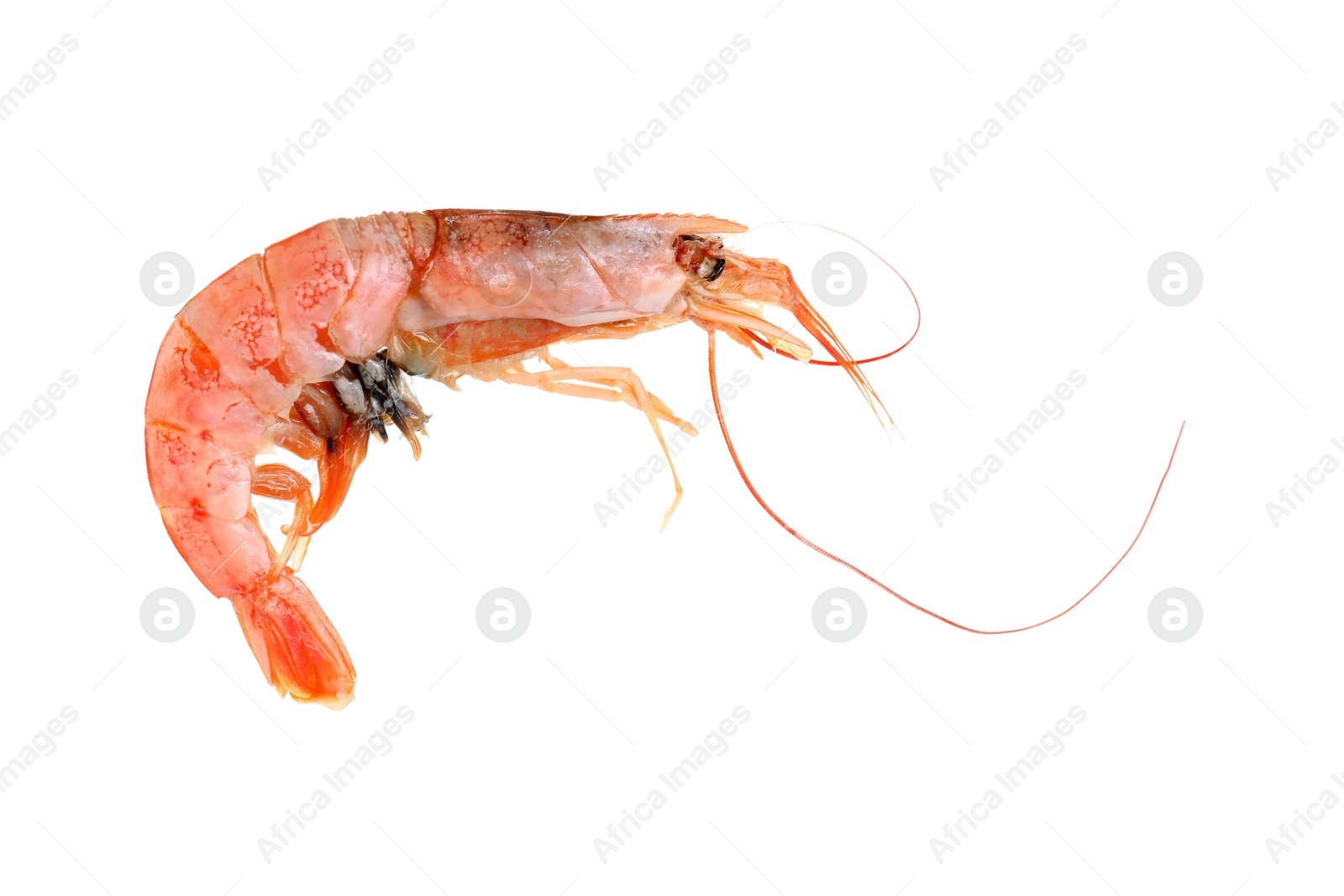 Photo of One raw shrimp isolated on white. Sea food