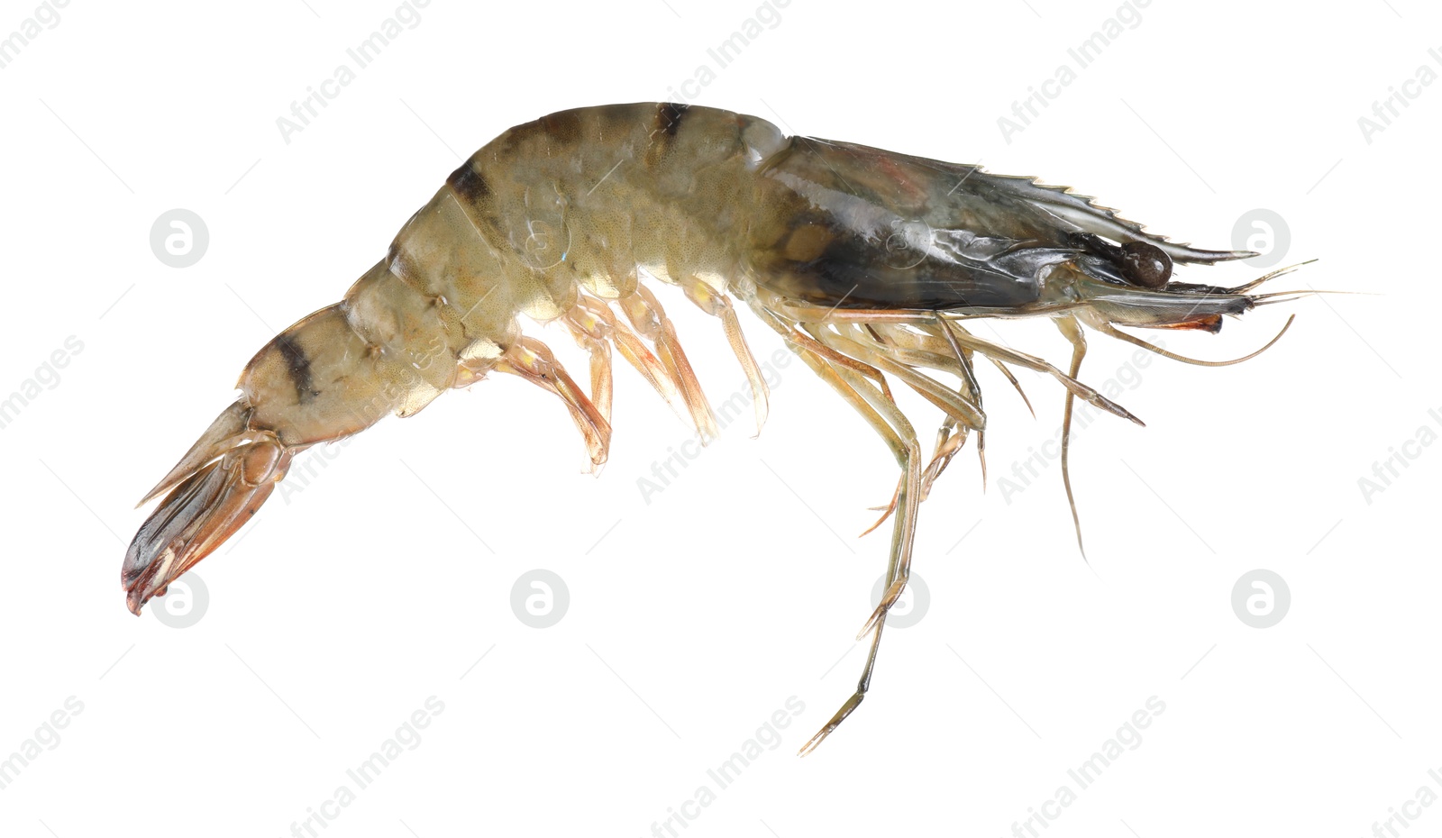 Photo of One raw tiger shrimp isolated on white. Sea food