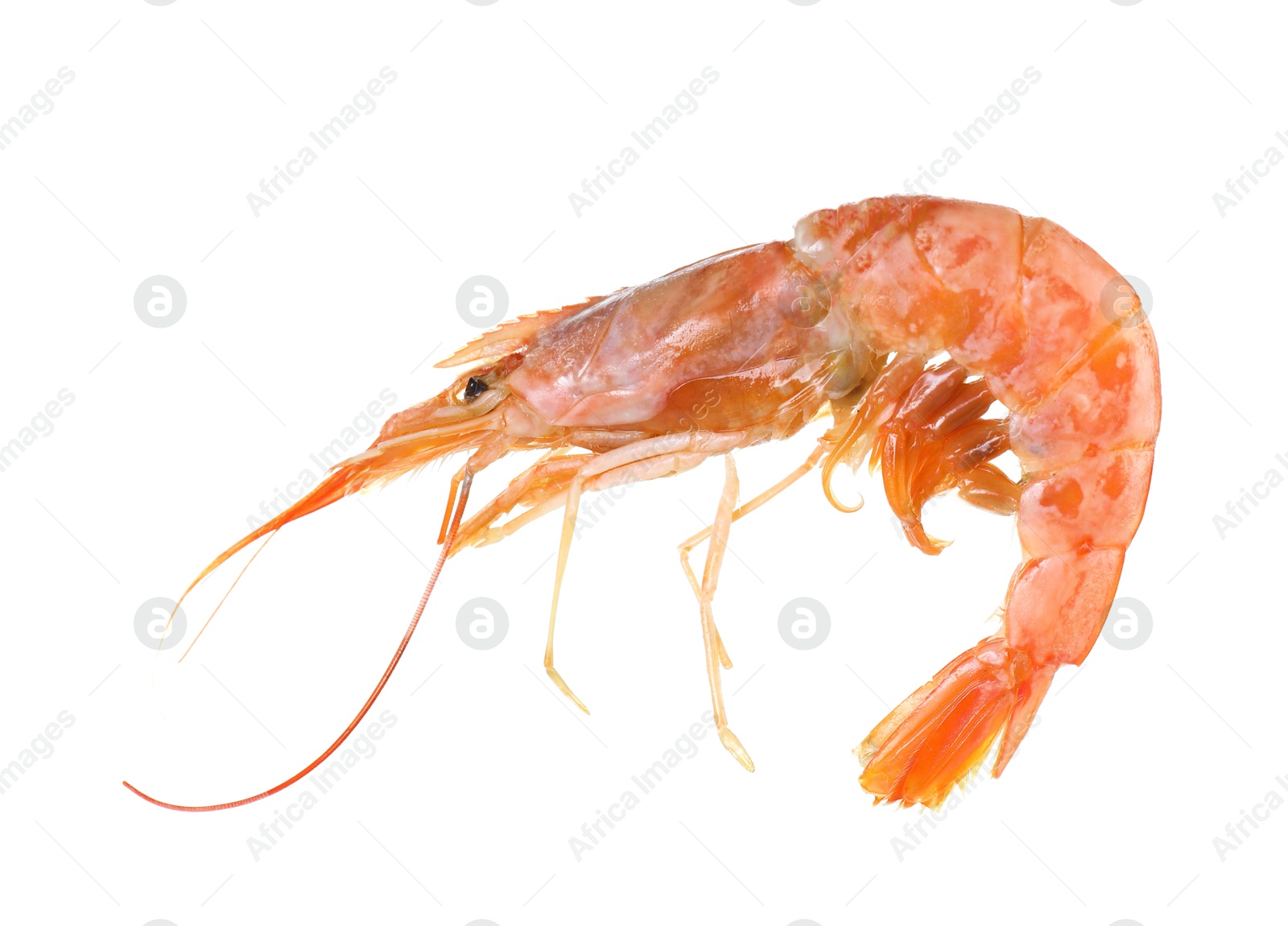 Photo of One raw shrimp isolated on white. Sea food