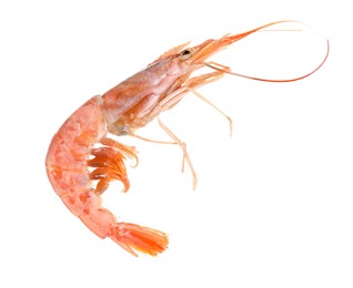 One raw shrimp isolated on white. Sea food