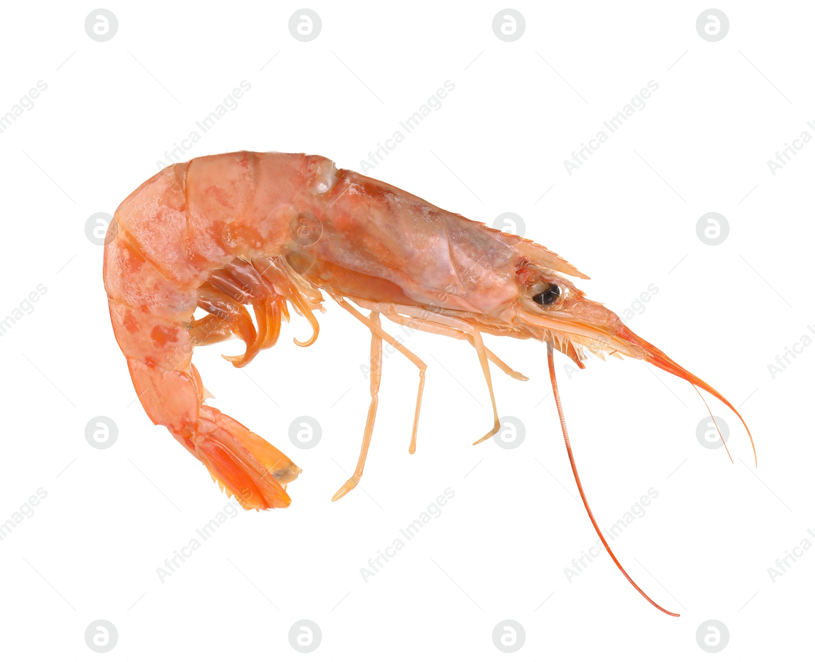 Photo of One raw shrimp isolated on white. Sea food