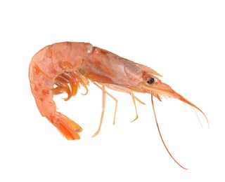 Photo of One raw shrimp isolated on white. Sea food