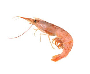 Photo of One raw shrimp isolated on white. Sea food