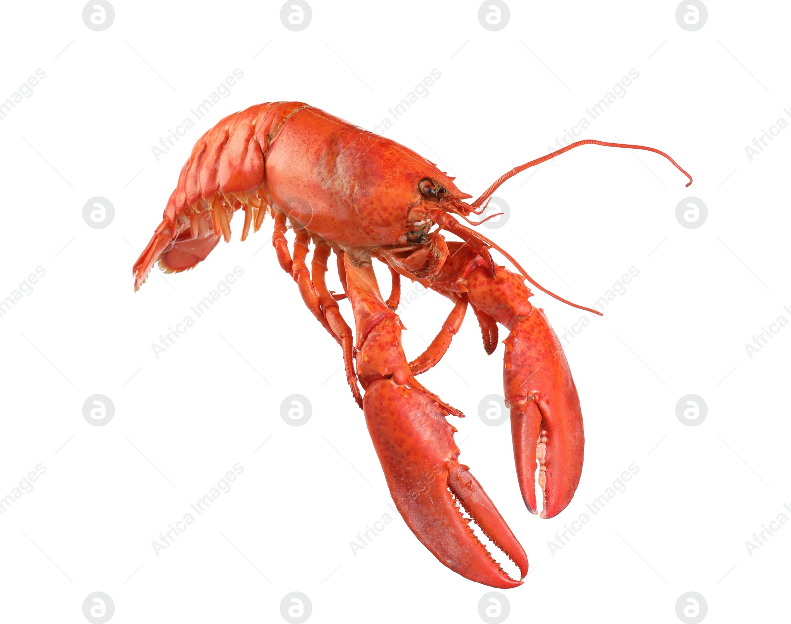 Photo of One red lobster isolated on white. Sea food