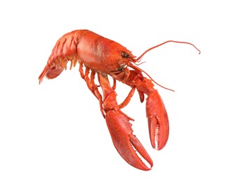 Photo of One red lobster isolated on white. Sea food