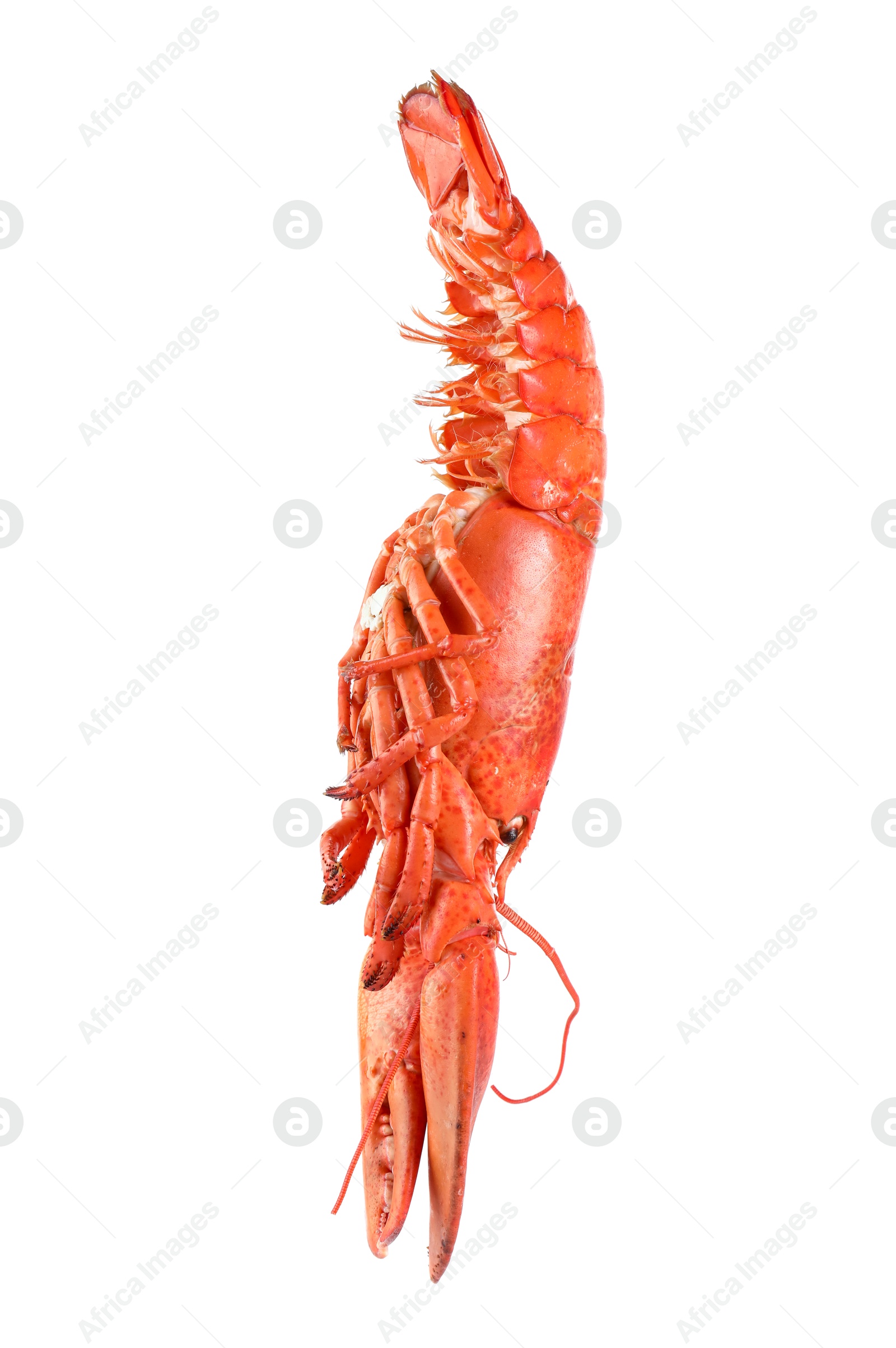 Photo of One red lobster isolated on white. Sea food