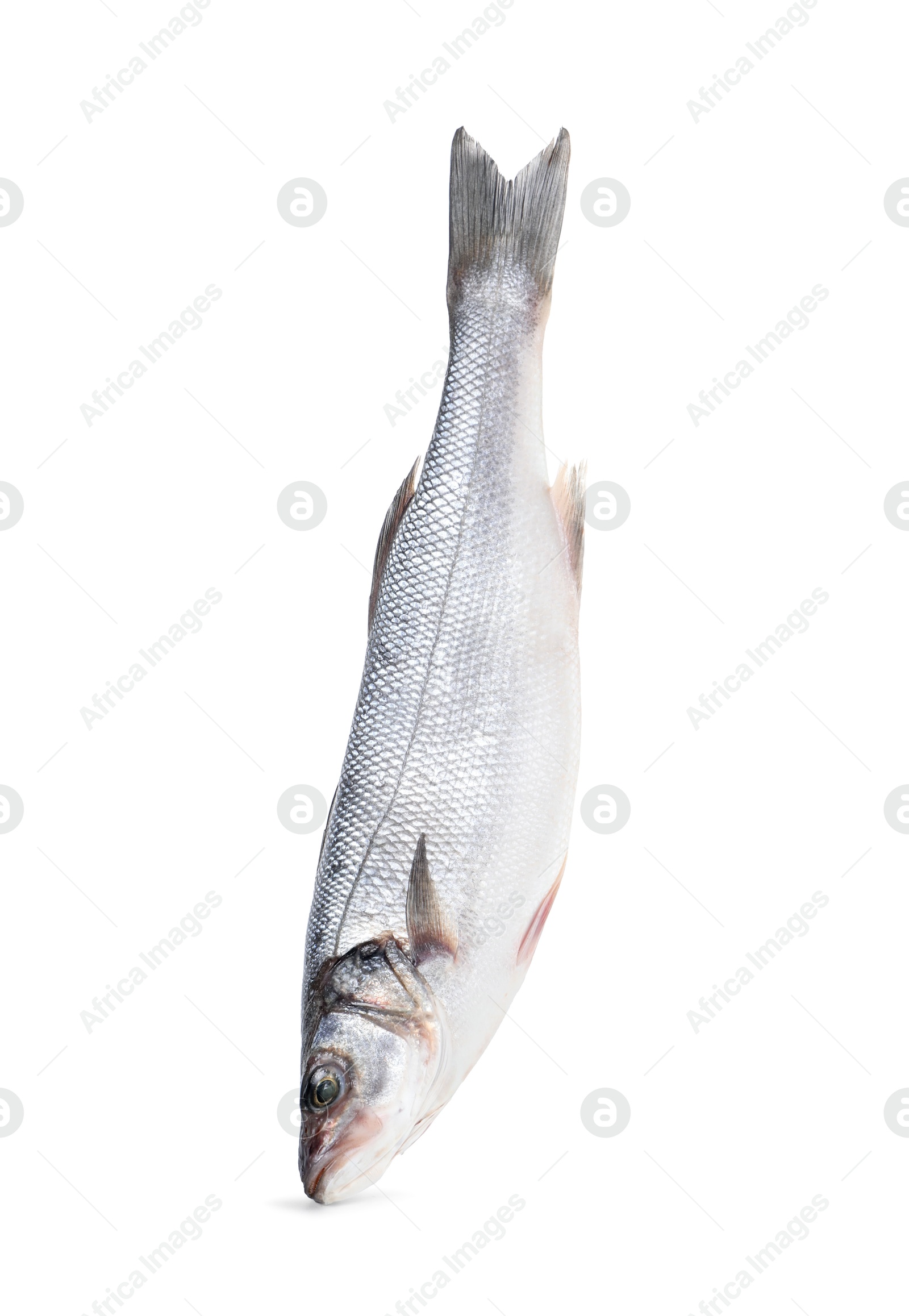 Photo of One raw sea bass fish isolated on white. Sea food