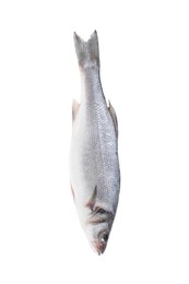 One raw sea bass fish isolated on white. Sea food