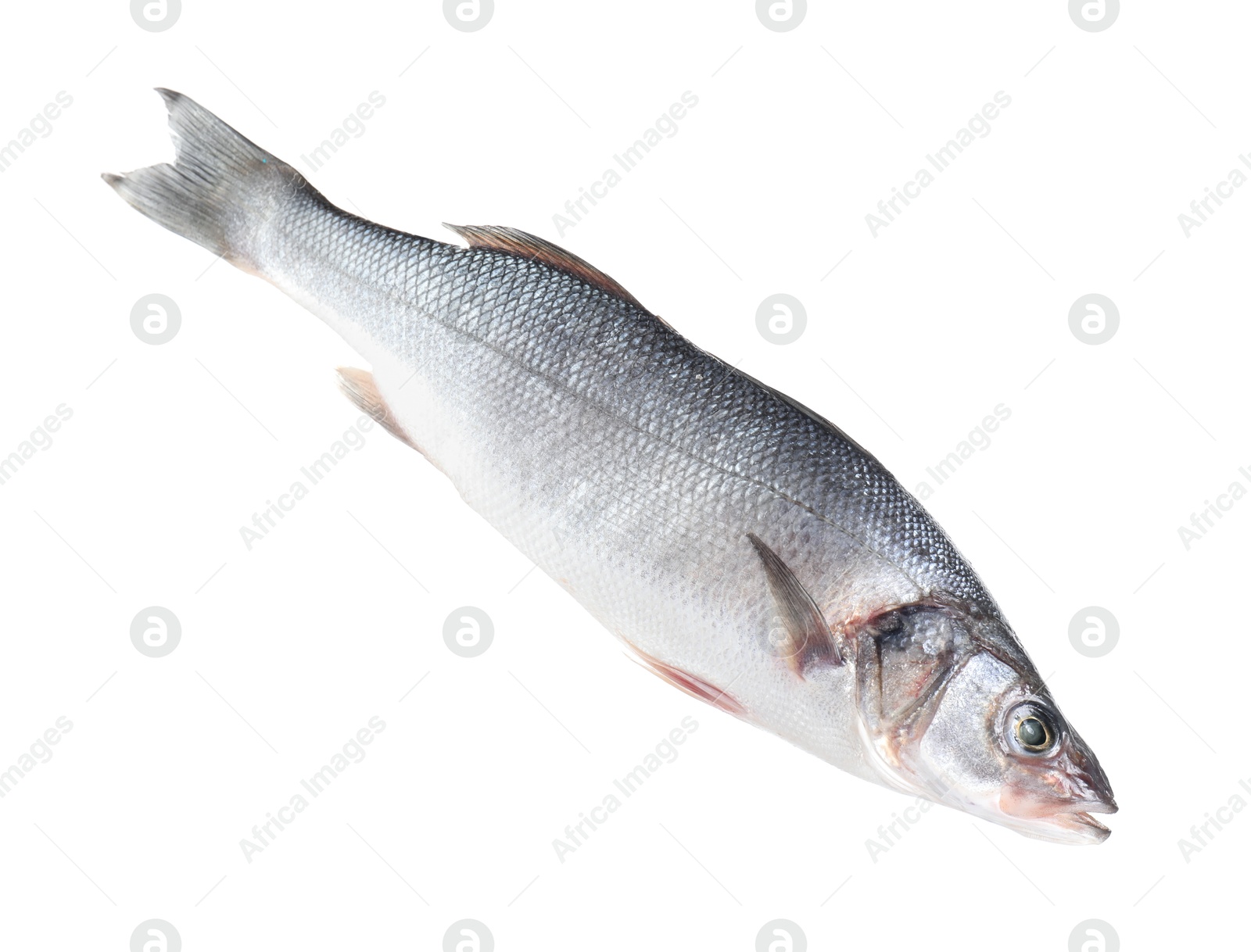 Photo of One raw sea bass fish isolated on white. Sea food