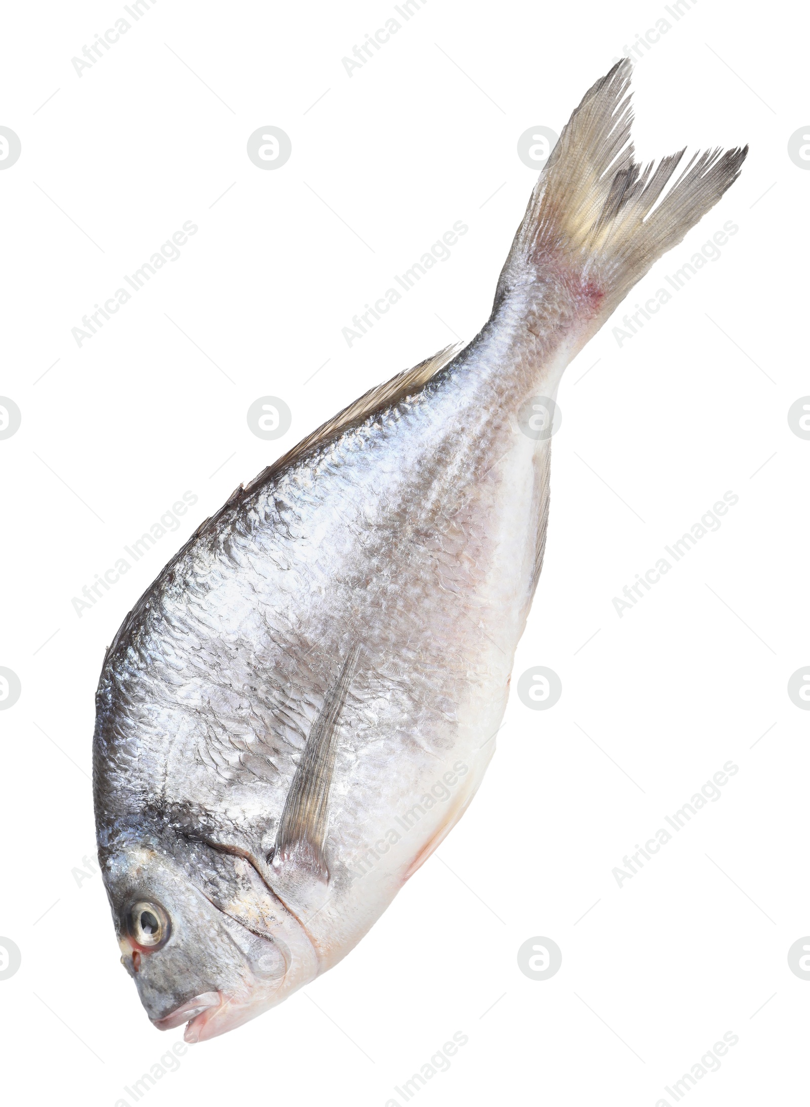 Photo of One raw gilthead fish isolated on white. Sea food