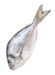 Photo of One raw gilthead fish isolated on white. Sea food