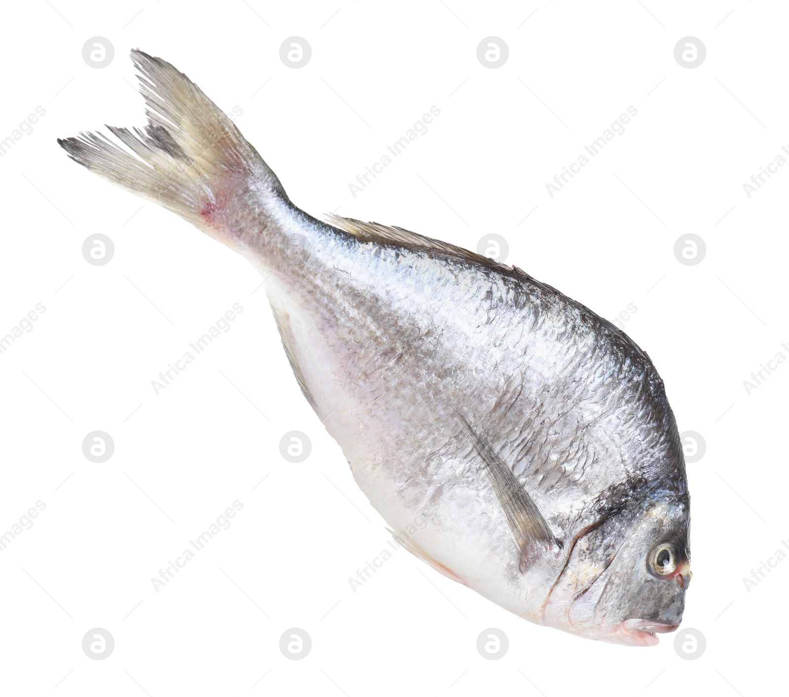 Photo of One raw gilthead fish isolated on white. Sea food