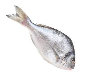 One raw gilthead fish isolated on white. Sea food