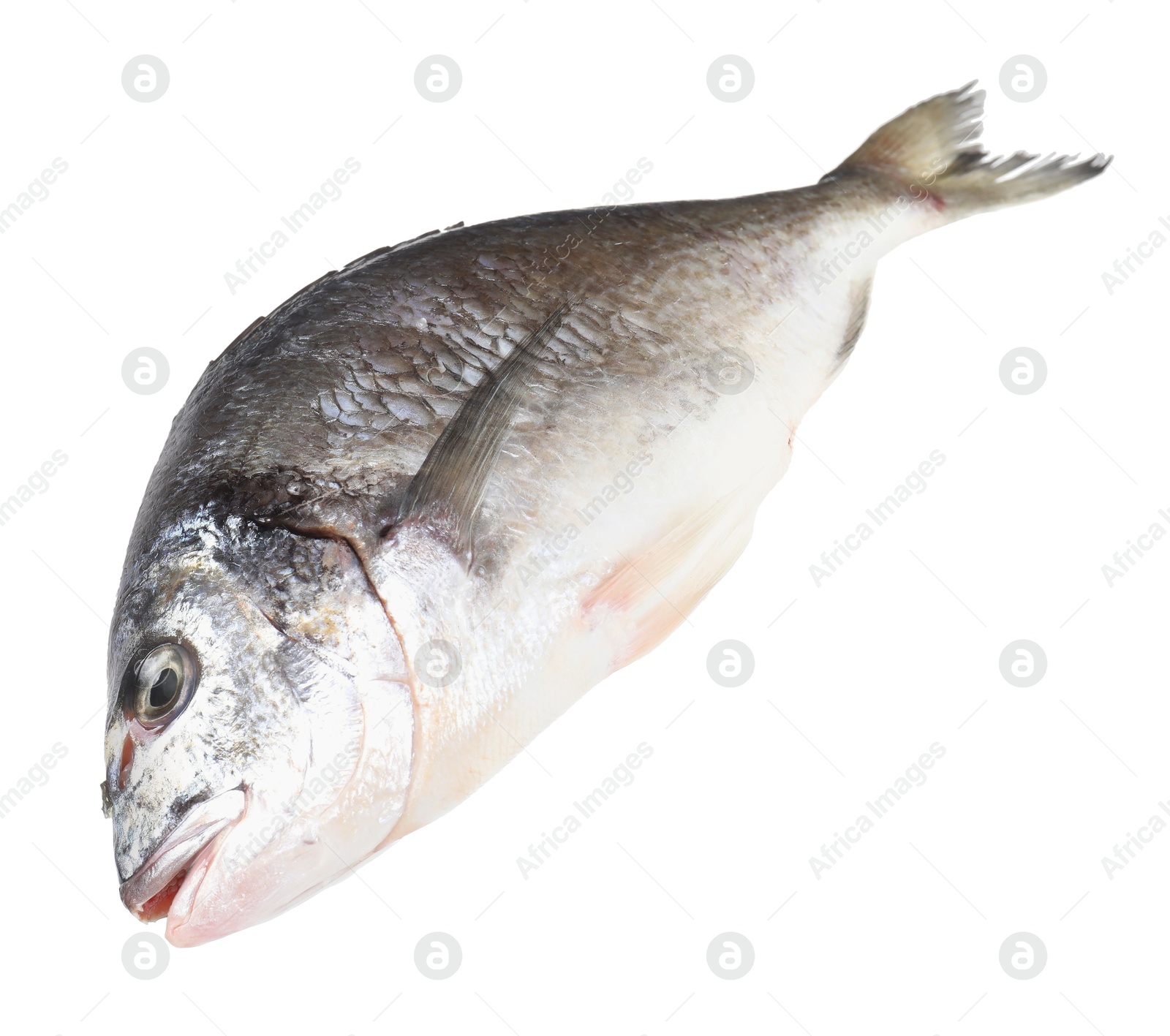 Photo of One raw gilthead fish isolated on white. Sea food