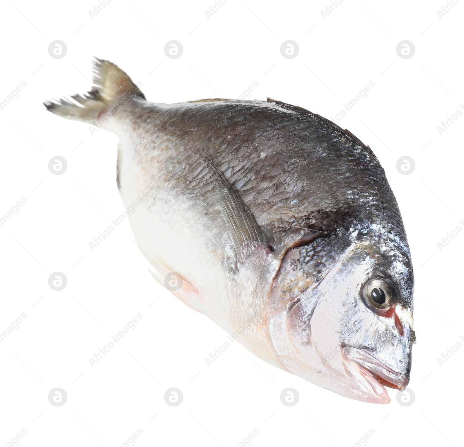 Photo of One raw gilthead fish isolated on white. Sea food