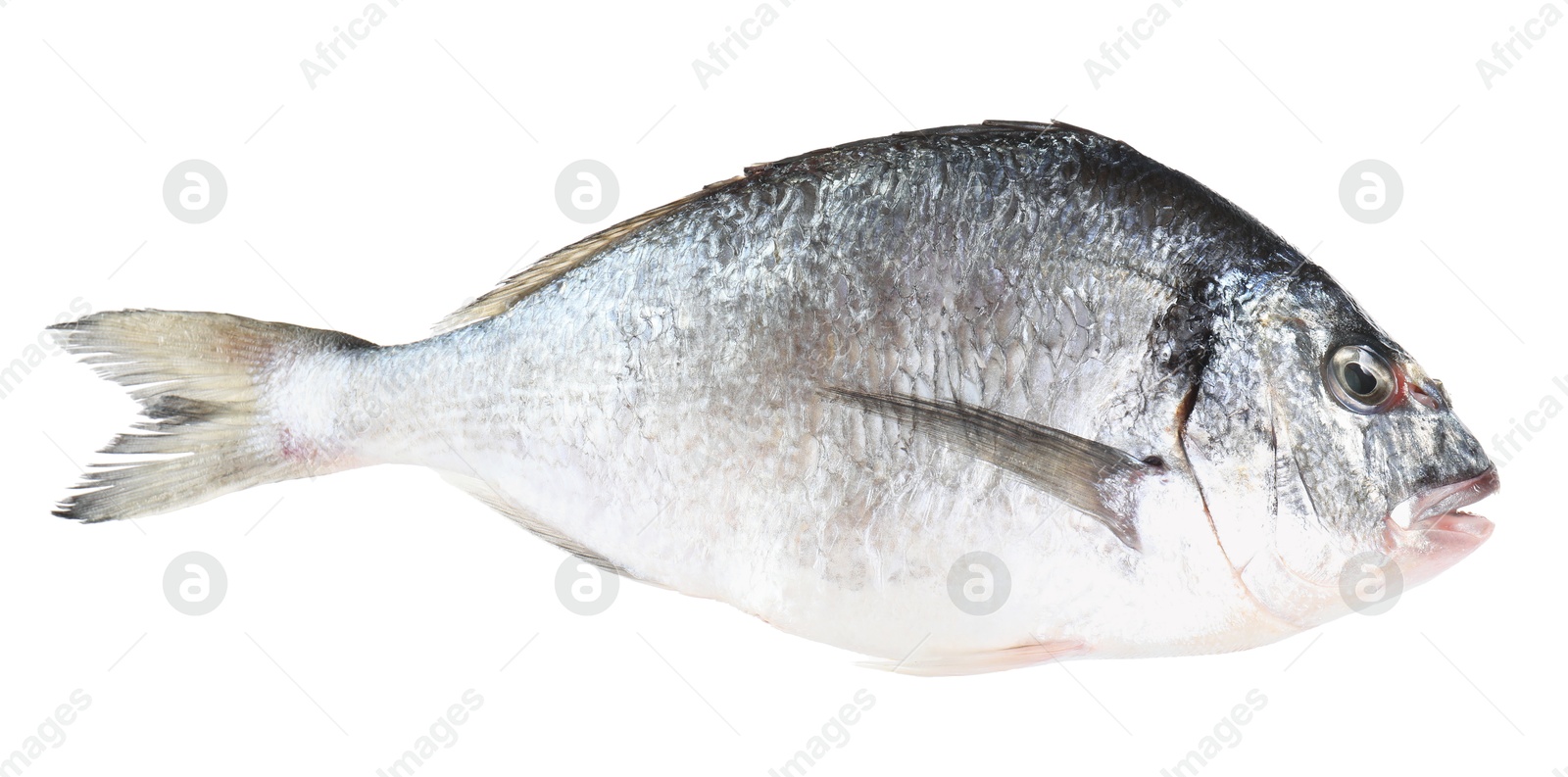 Photo of One raw gilthead fish isolated on white. Sea food