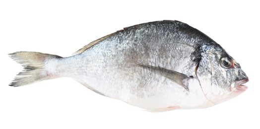 Photo of One raw gilthead fish isolated on white. Sea food