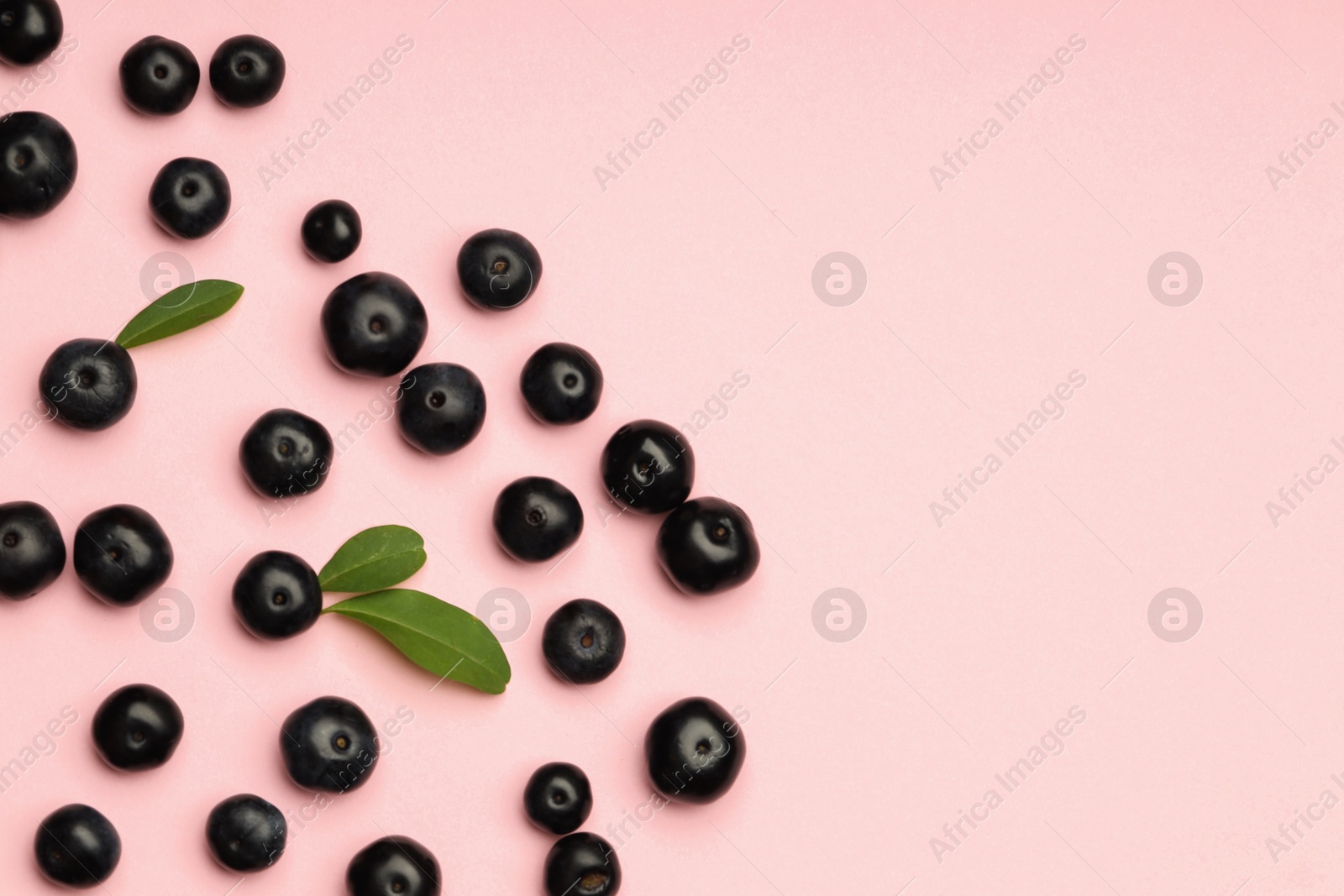 Photo of Ripe acai berries and leaves on pink background, flat lay. Space for text