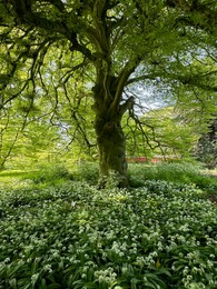 Photo of Beautiful green tree and wild garlic flowers growing in botanical garden