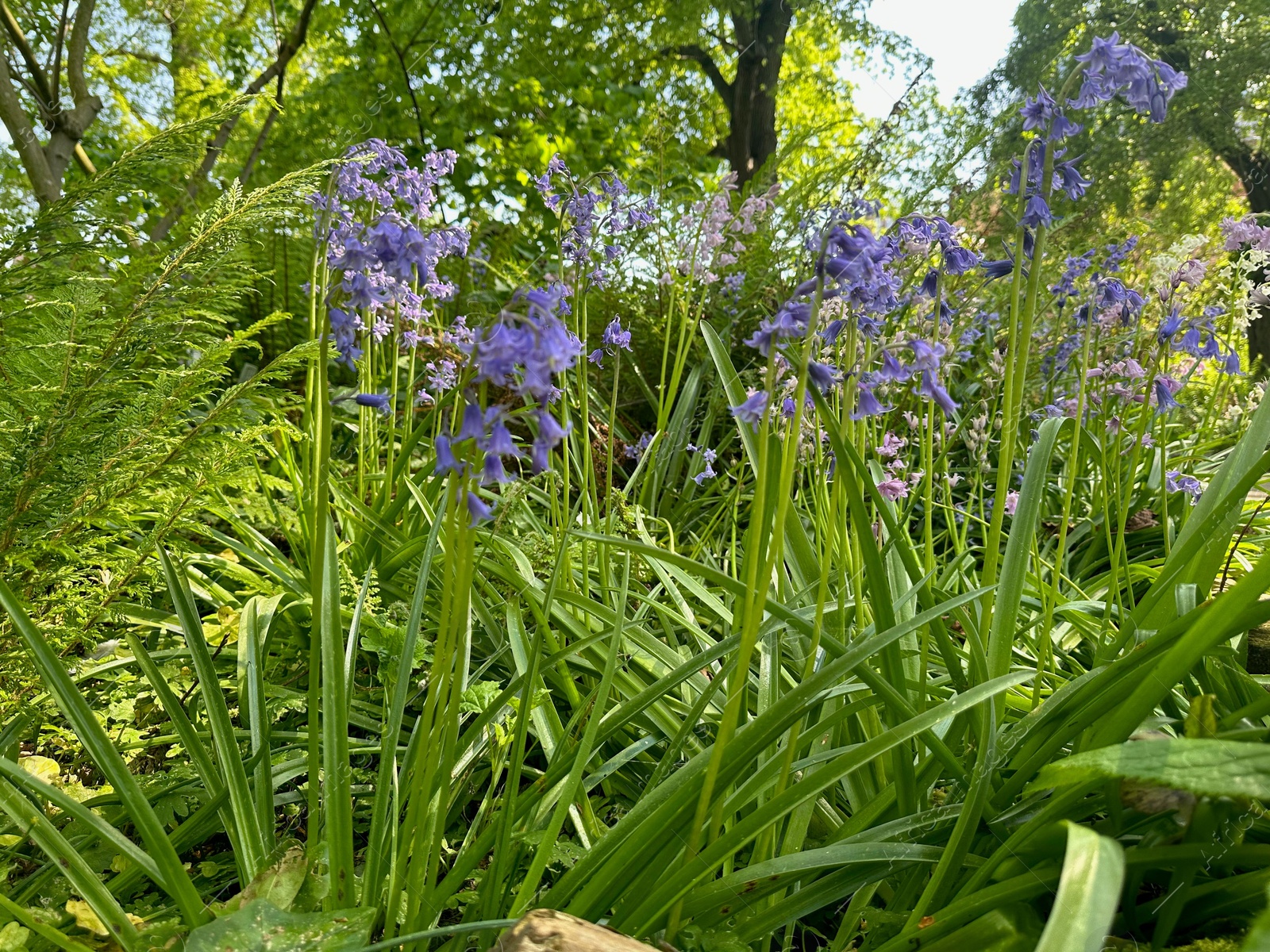 Photo of Beautiful hyacinthoides flowers growing in botanical garden