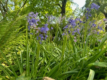 Beautiful hyacinthoides flowers growing in botanical garden