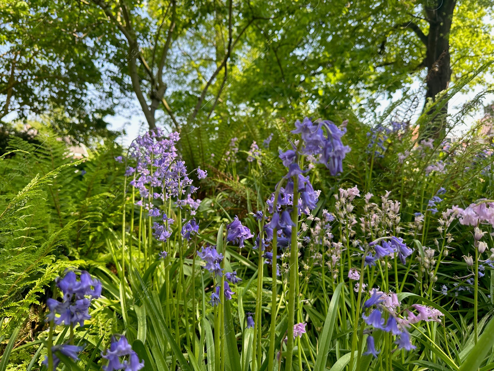 Photo of Beautiful hyacinthoides flowers growing in botanical garden