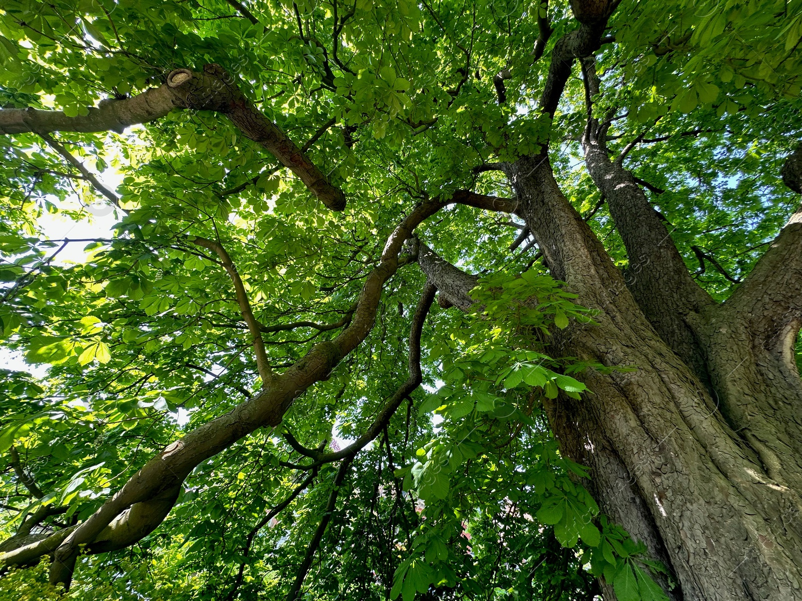 Photo of Beautiful chestnut tree with lush green leaves growing in botanical garden, low angle view