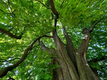 Photo of Beautiful chestnut tree with lush green leaves growing in botanical garden, low angle view