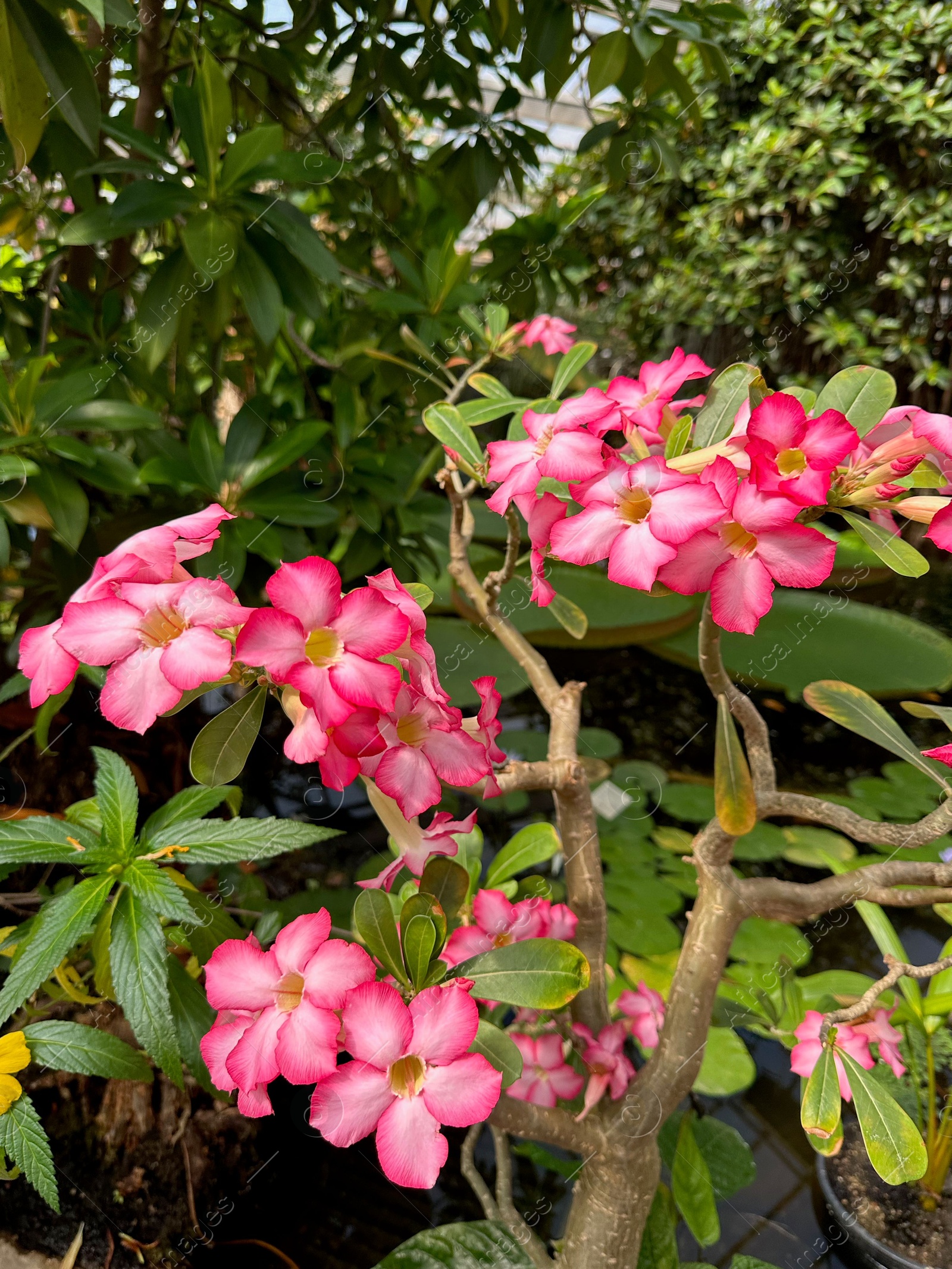 Photo of Beautiful pink adenium flowers growing in botanical garden