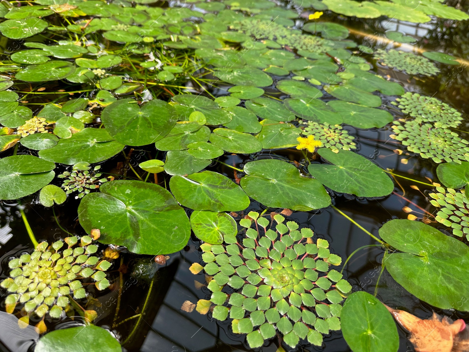 Photo of Pond with water lilies and other plants in botanical garden