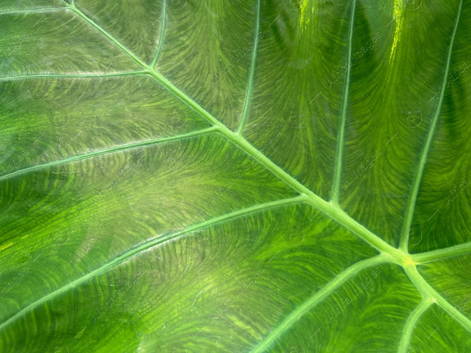 Photo of Beautiful green leaf as background, top view