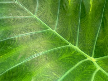 Beautiful green leaf as background, top view