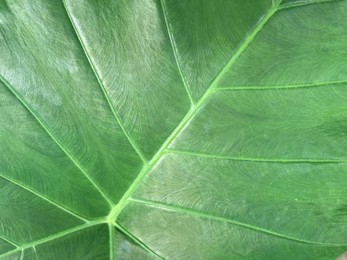 Photo of Beautiful green leaf as background, top view