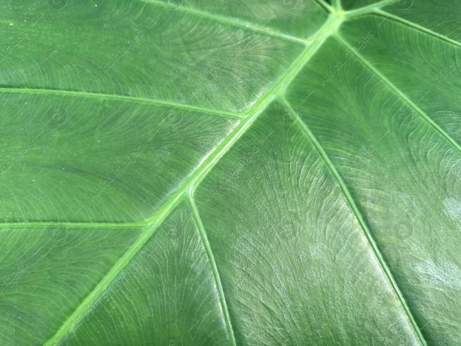 Photo of Beautiful green leaf as background, top view