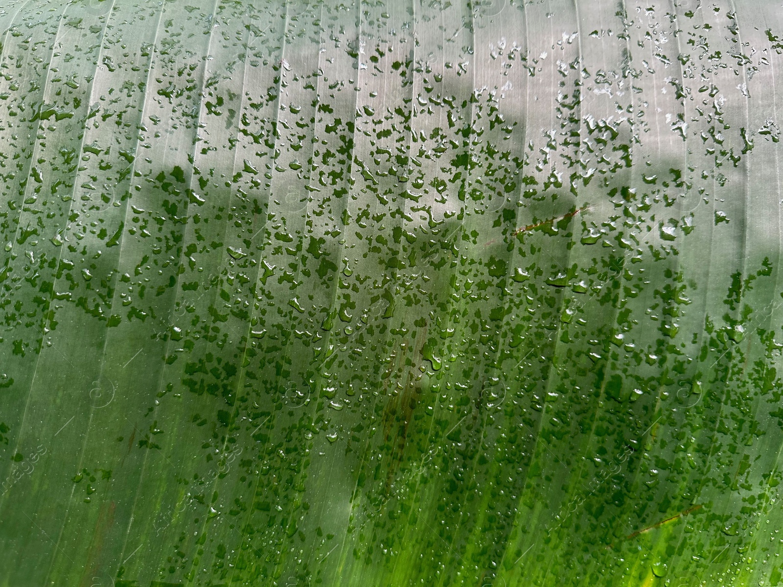 Photo of Beautiful green leaf with water drops as background, top view