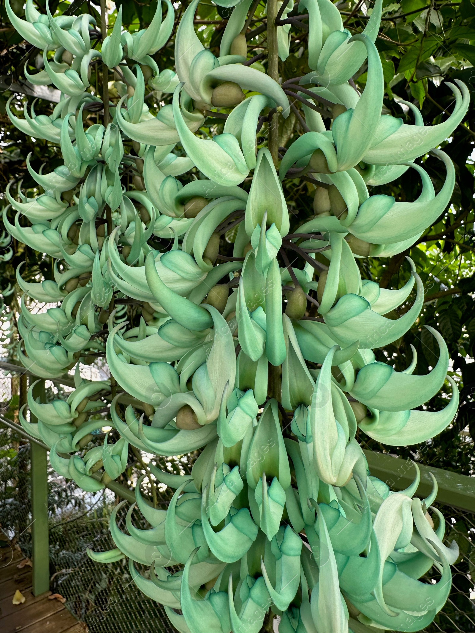 Photo of Beautiful jade vine flowers growing in botanical garden