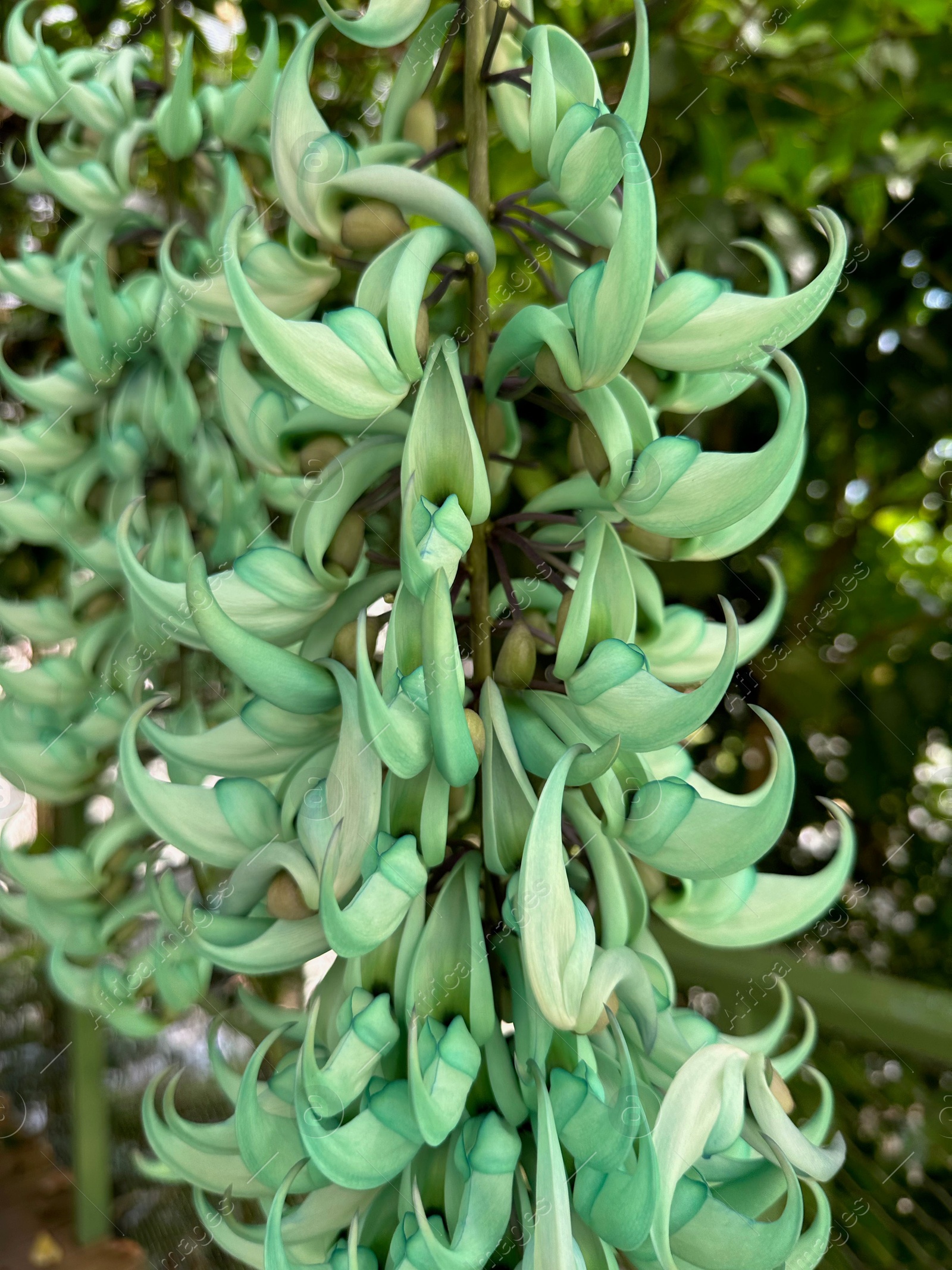 Photo of Beautiful jade vine flowers growing in botanical garden, closeup