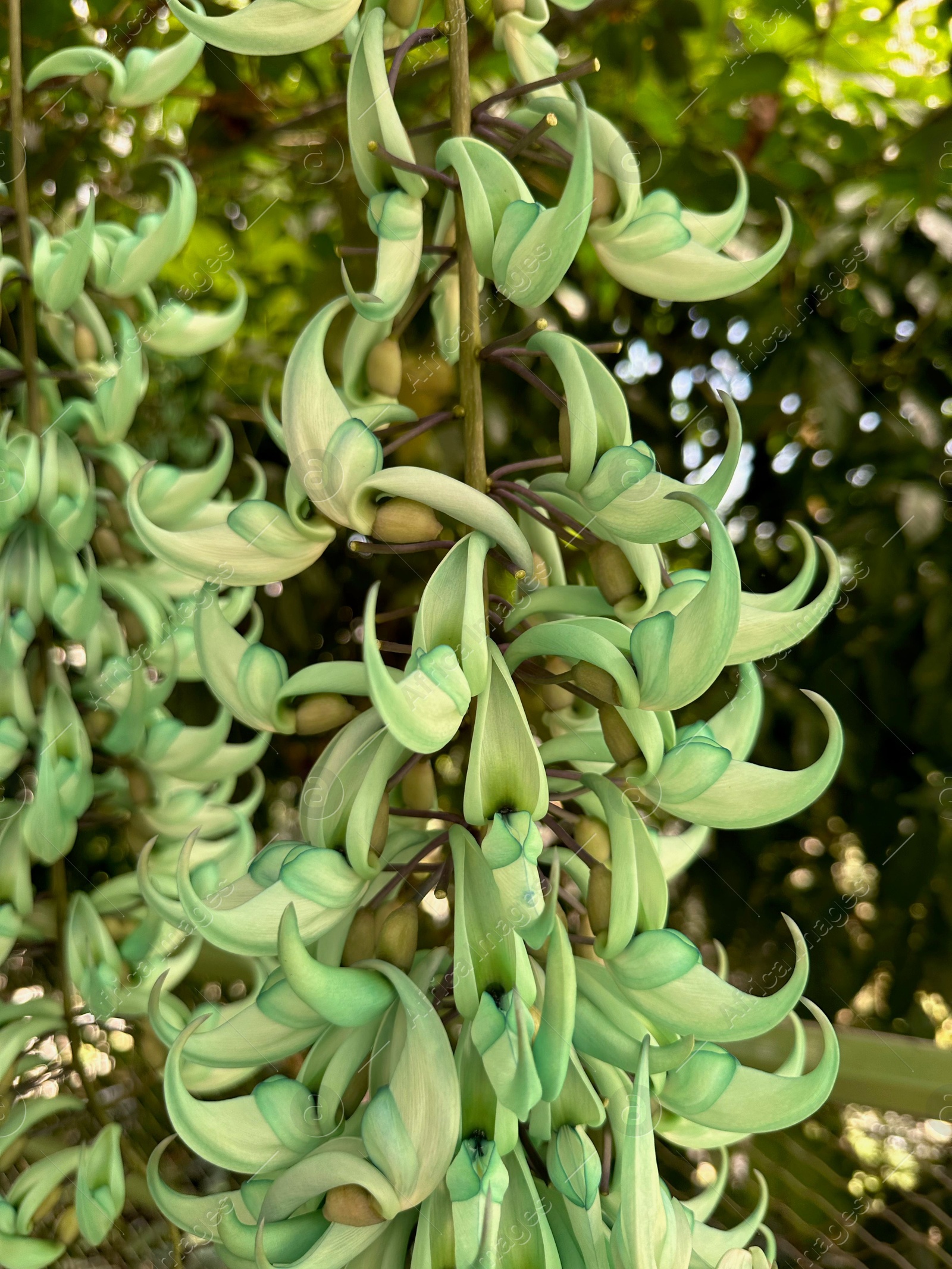 Photo of Beautiful jade vine flowers growing in botanical garden, closeup