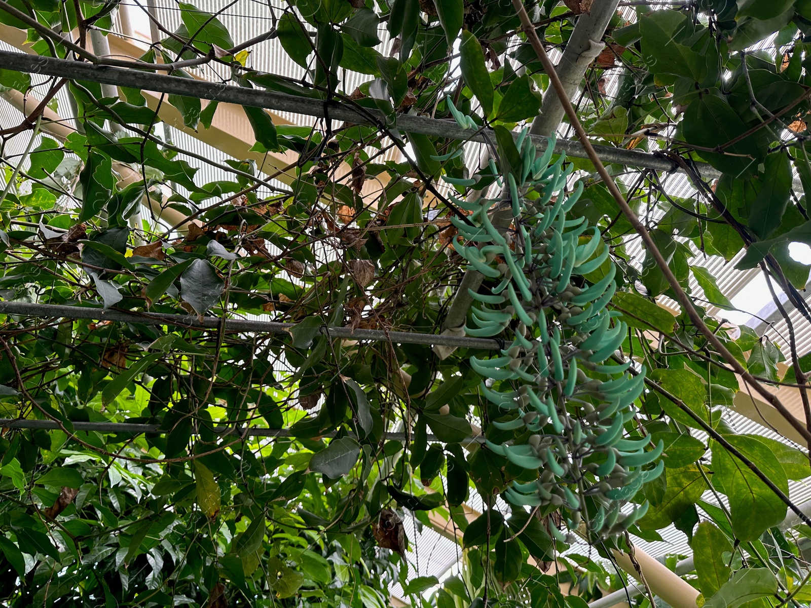 Photo of Beautiful jade vine flowers growing in botanical garden