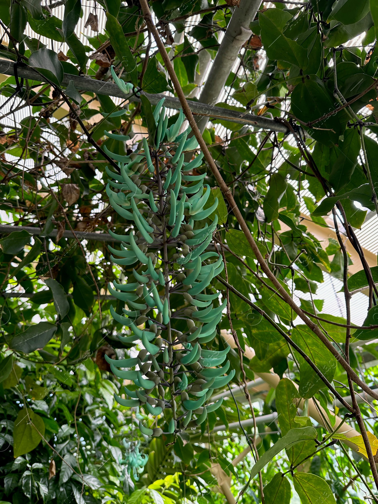 Photo of Beautiful jade vine flowers growing in botanical garden