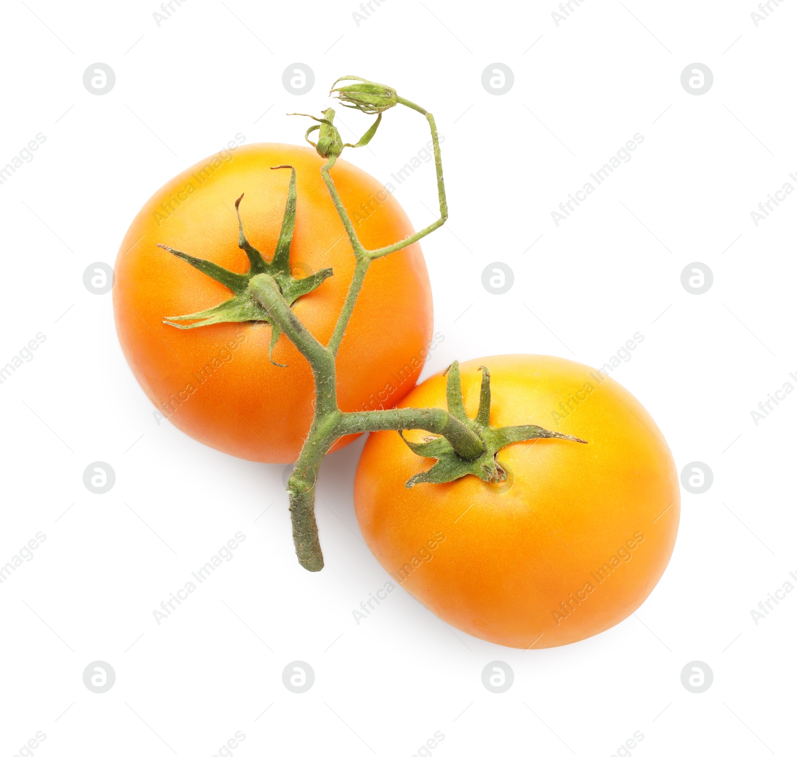 Photo of Branch with ripe yellow tomatoes isolated on white, top view