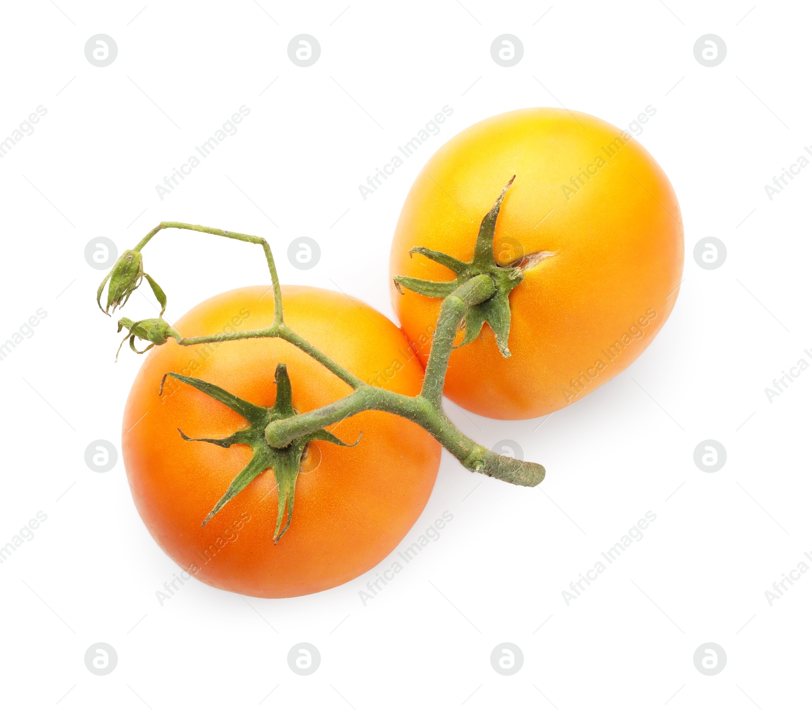 Photo of Branch with ripe yellow tomatoes isolated on white, top view. Effect of poor cultivation