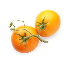 Photo of Branch with ripe yellow tomatoes isolated on white, top view. Effect of poor cultivation