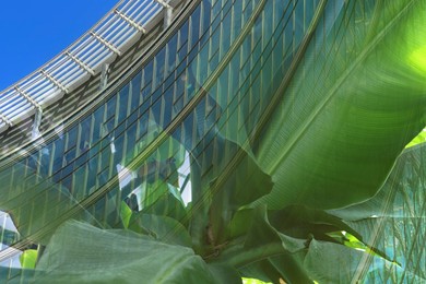 Image of Environment preservation. Double exposure of modern building and banana tree leaves, low angle view